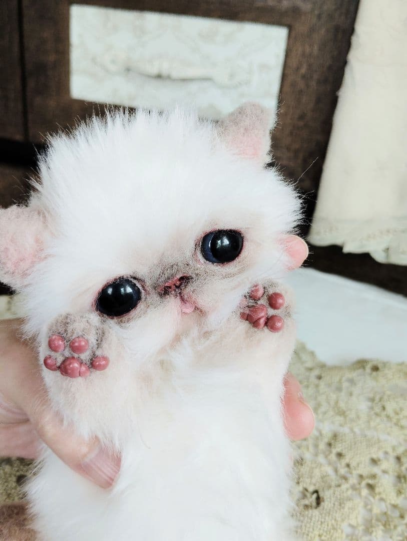 エキゾチックショートヘア♡子猫♡サクラちゃん♡アートドール