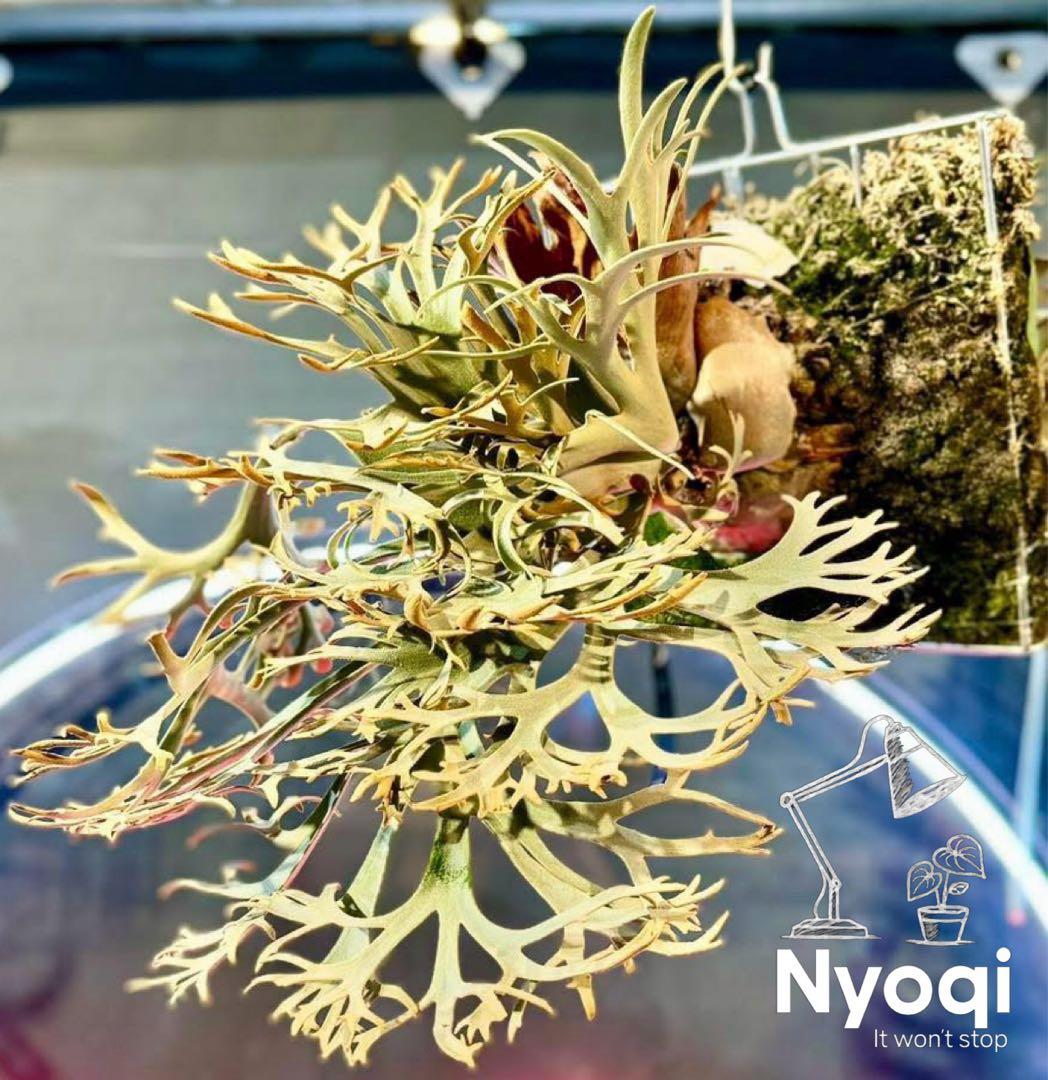 P. wilinckii Golden Boy spore【12】 - メルカリ