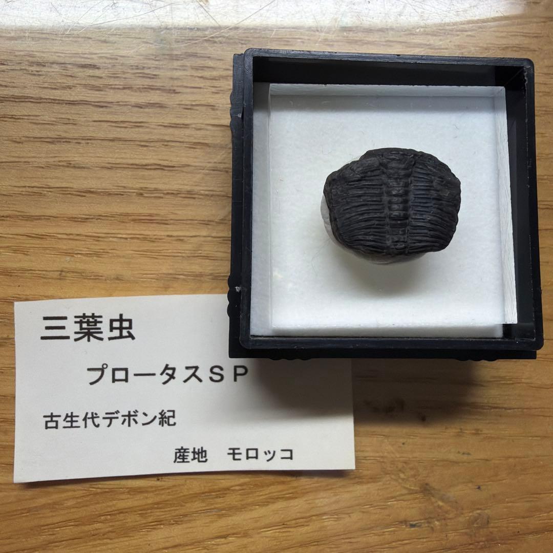 三葉虫 プロータスSP 化石 モロッコ産 - メルカリ