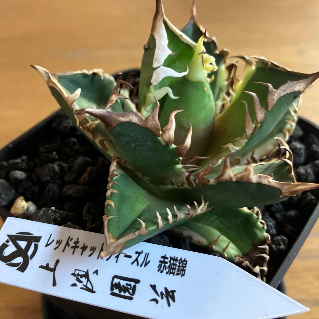鉢ごと発送】活着 サイズ大 アガベ チタノタ 赤猫錦 TC ☆活着株☆