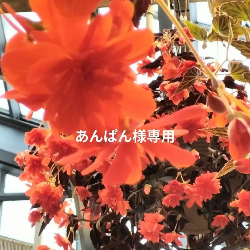 トールペイント あんぱん トールペイントの専門会社 ピコット オンラインショップ