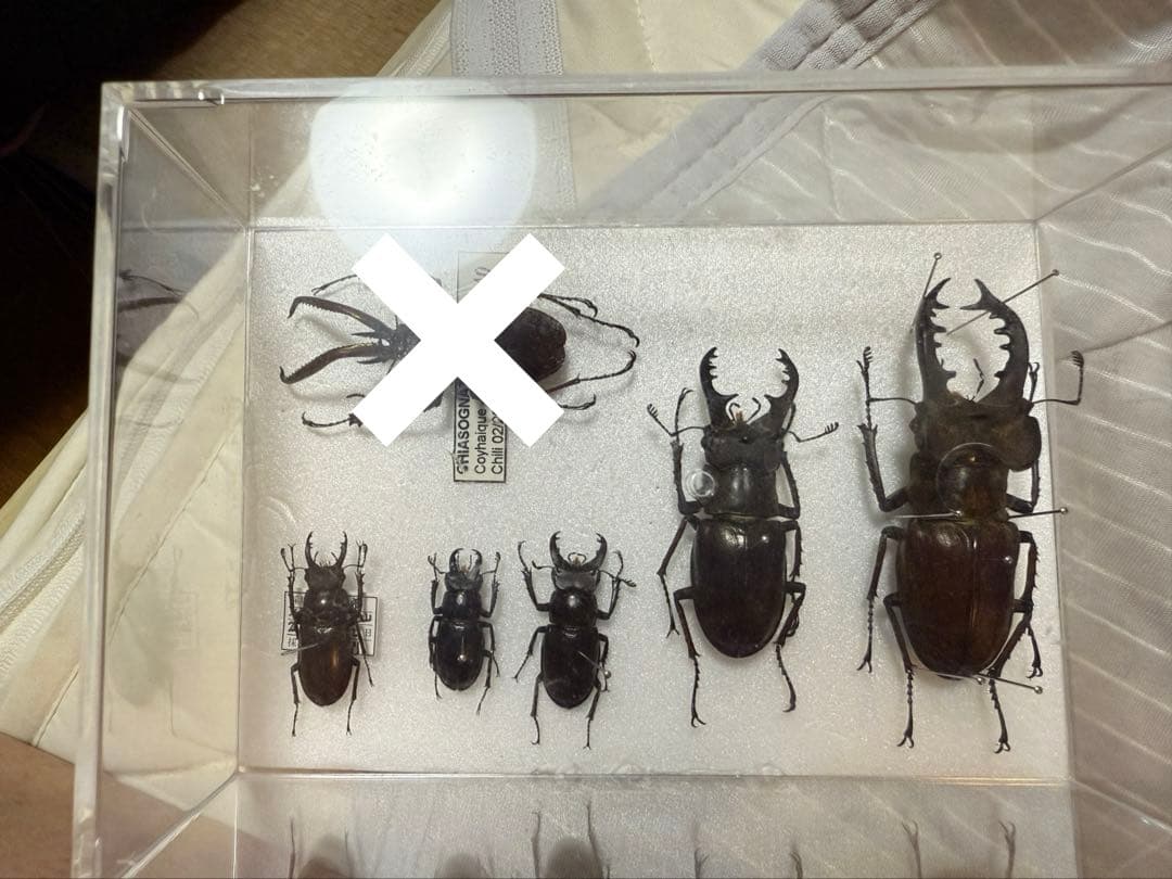 日本ミヤマクワガタ全種標本 ミヤマクワガタ（日本国内産） Lucanus maculifemoratus | 昆虫漂流記