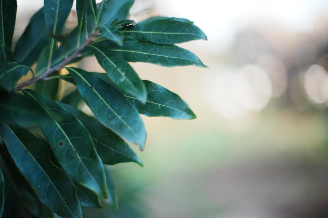 バブルボケ】動作◎ ミノルタ New MD 50mm F1.4 309 - メルカリ