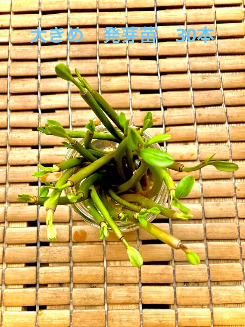 大きめ　発芽苗　30本 三尺ささげの発芽です。 | のうえん！