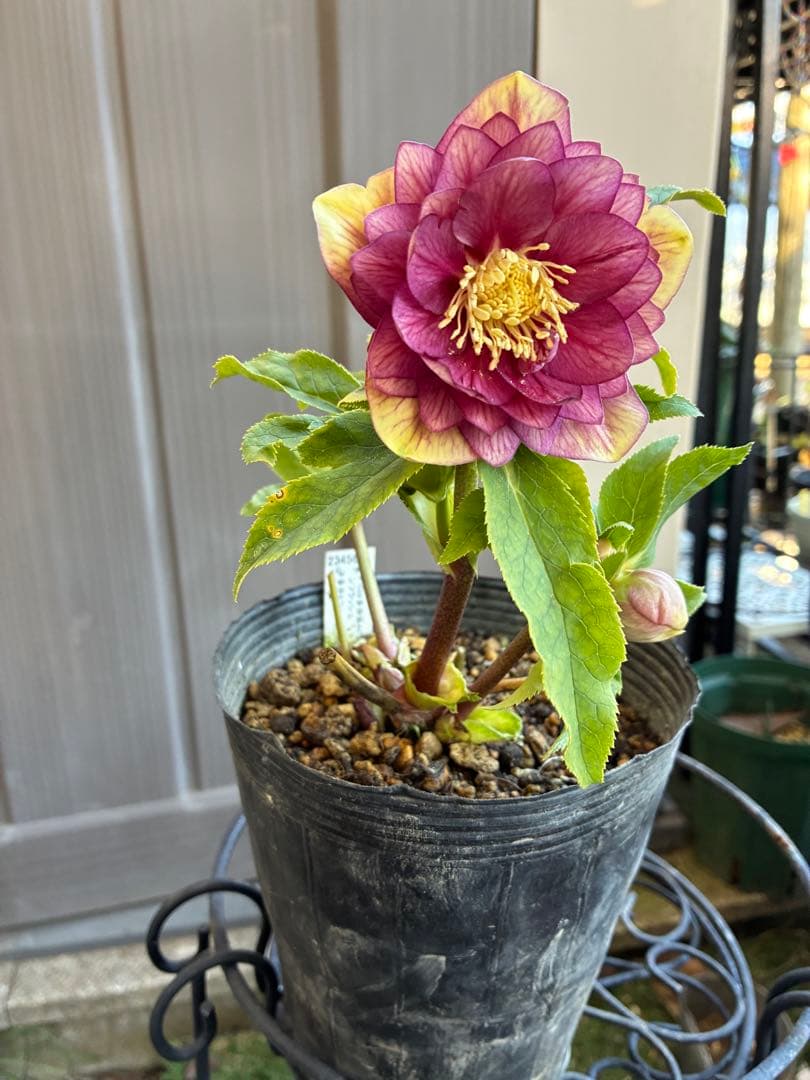 アオサ♡DDレッドゴールド白抜け　整形花