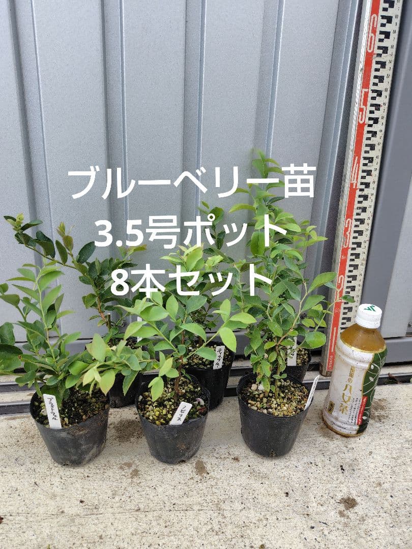 ブルーベリー苗3.5号ポット8本セット - メルカリ