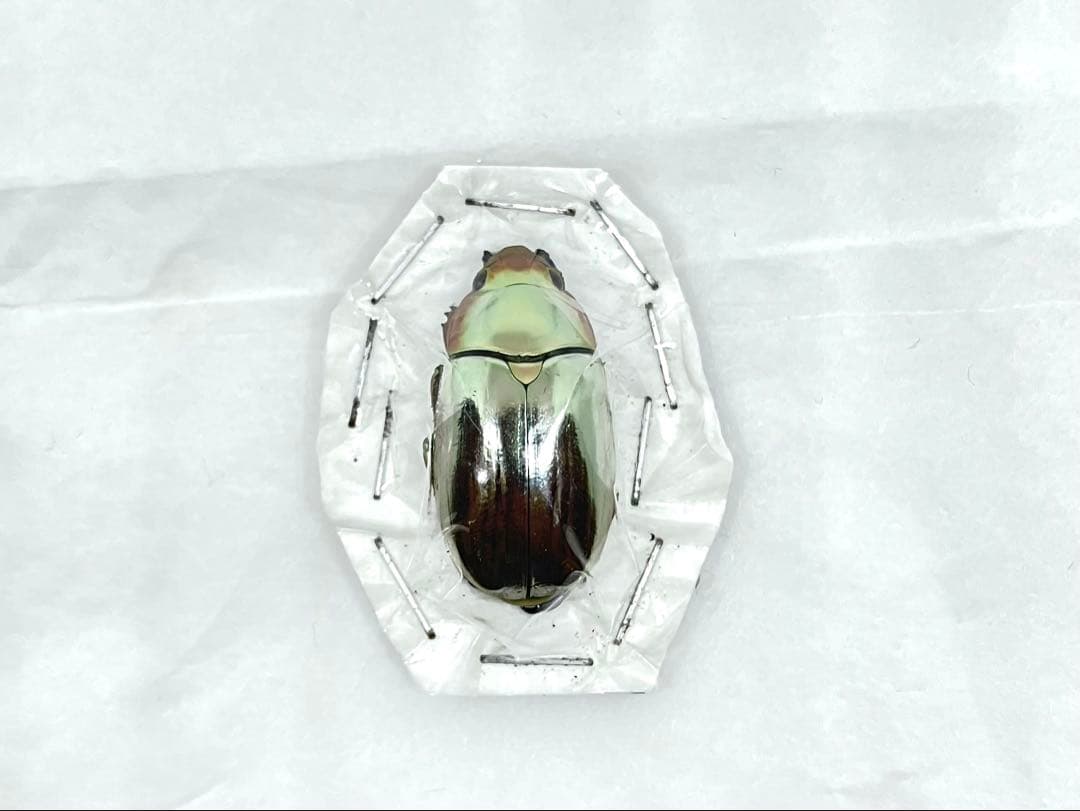 Chrysina chrysargyrea 標本 クリサルギレアプラチナコガネ Yahoo!オークション - 海外の昆虫標本 クリサルギレアプラチナコガネ1