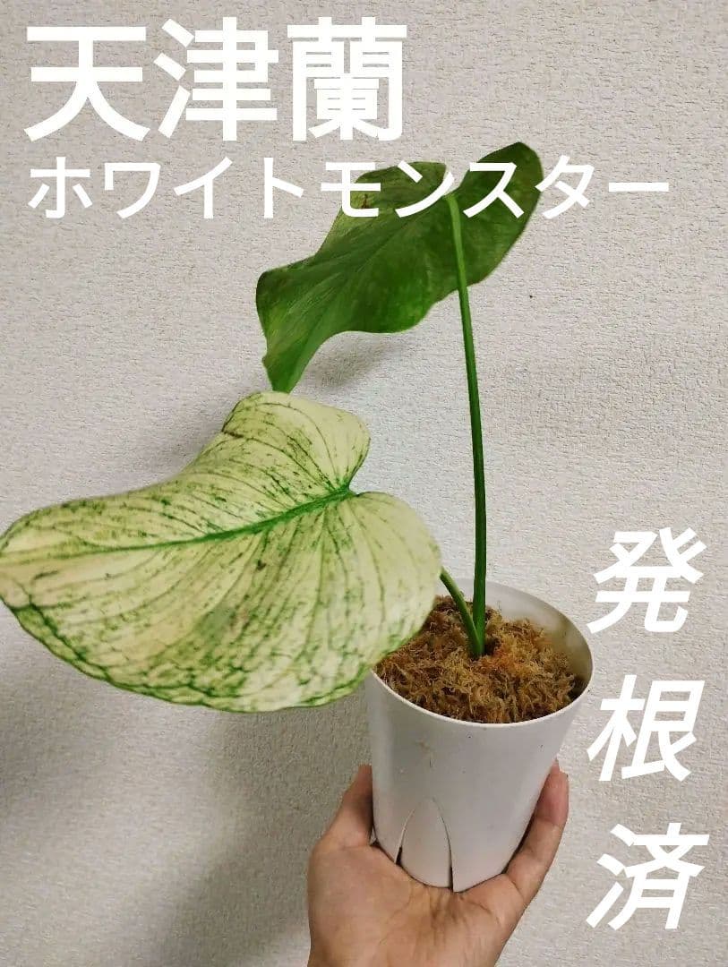 専用【天津蘭】【超特大株】斑入りモンステラ ホワイトモン