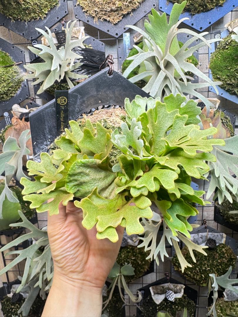 ridleyi dwarf minimini 板付け P ridleyi 'Dwarf Compact' TC① @bikamori com リドレイ ドワーフ