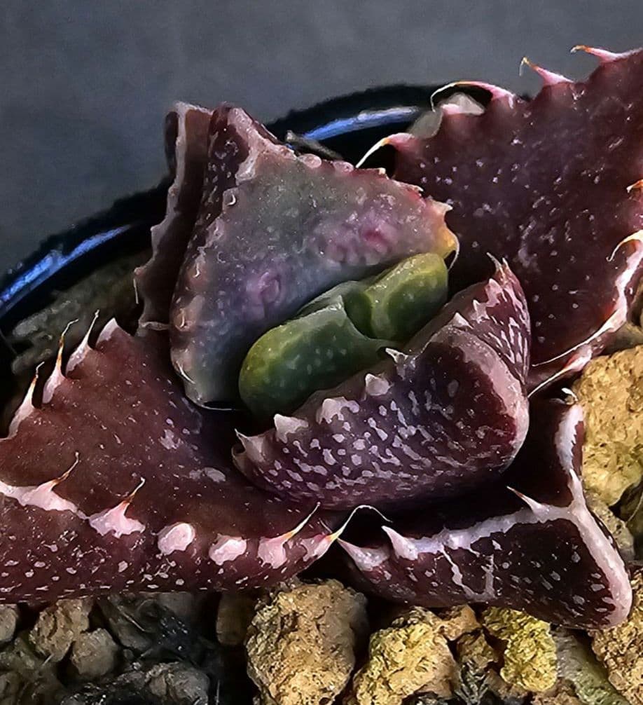多肉植物 フォーカリア 魔獣の肉×紅蓮地獄(実生苗です) 紅蓮地獄 ハイブリッド フォーカリア 多肉植物 1293 - メルカリ