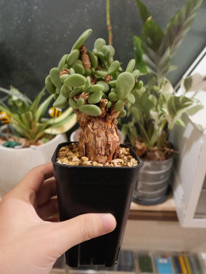 ケラリアピグマエア　現地株　発根済み ケラリアピグマエア 現地株 発根済 b5 | HANDS PLANTS