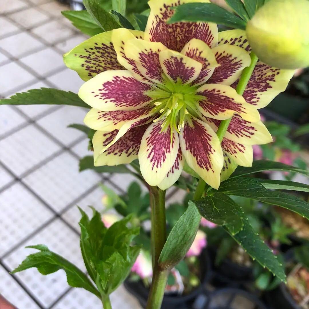 新春大特価 クリスマスローズ 八重 8種セット 豊園芸 花付き現品発送