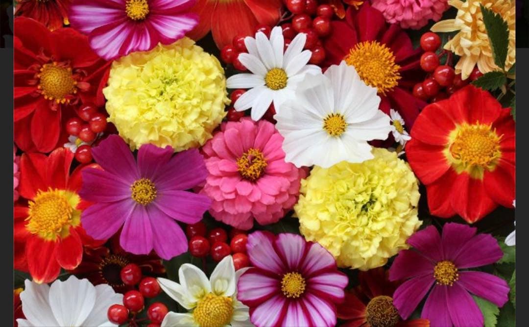 eye様 Sweety Crazy Yellow Demon Eye White Slit (For KDA Evelynn