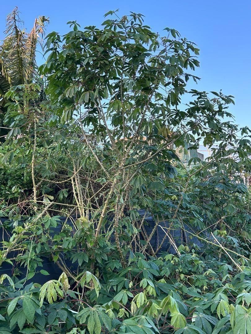 類を見ない旨味と甘味に驚愕=キャッサバ・ゴールドSS◆挿し木枝。60サイズ箱満杯