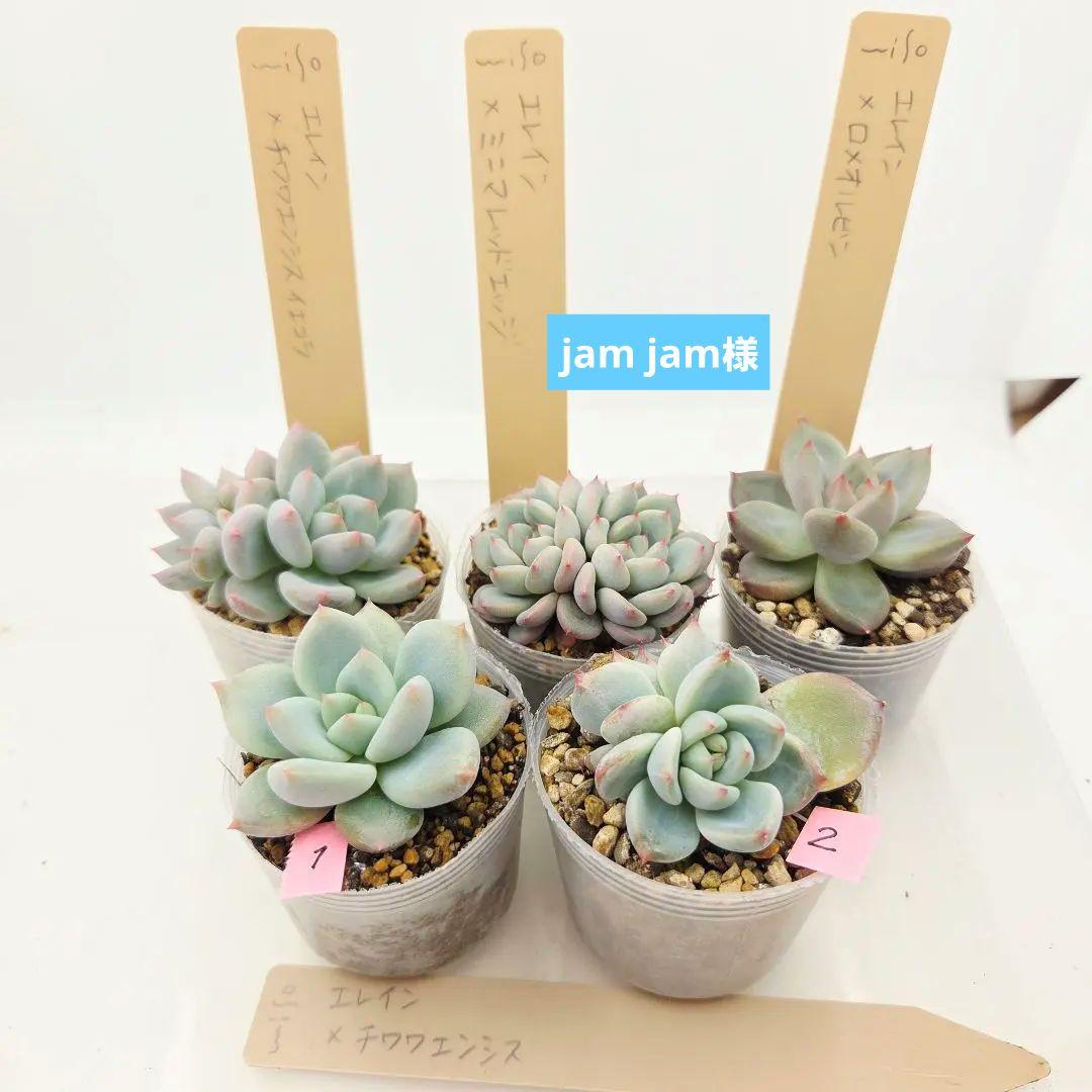 jam jam様 5苗 jam jam様 5苗 ジャボチカバ苗 接木苗 5年生 熱帯果樹苗 | 宮古