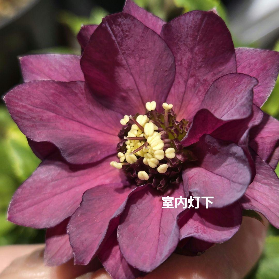 最新写真 クリスマスローズ シャルウィダンス赤 若泉ファーム - メルカリ