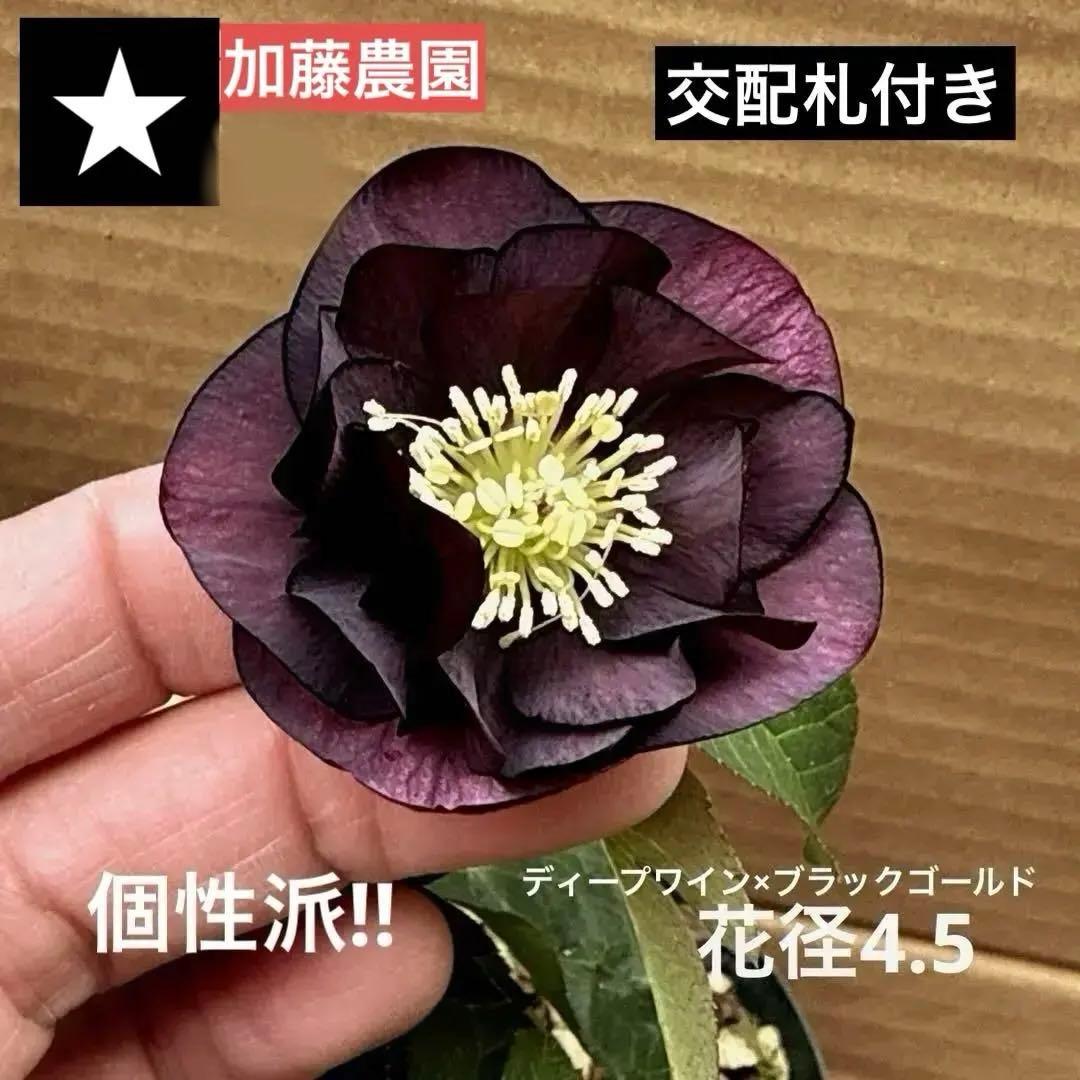 発送お任せ❣️□加藤農園□掘り起こし クリスマスローズ - メルカリ