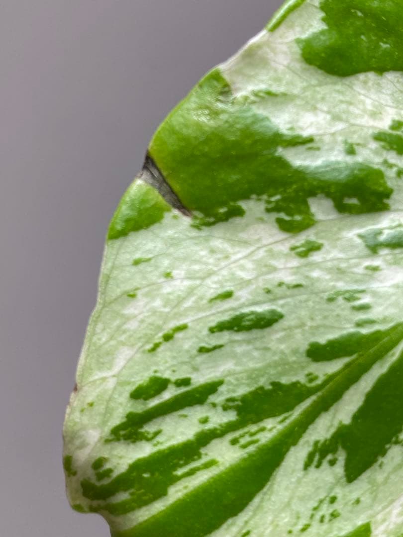 山*本様 【全葉斑入り‼️】モンステラ デリシオーサ バルバソー