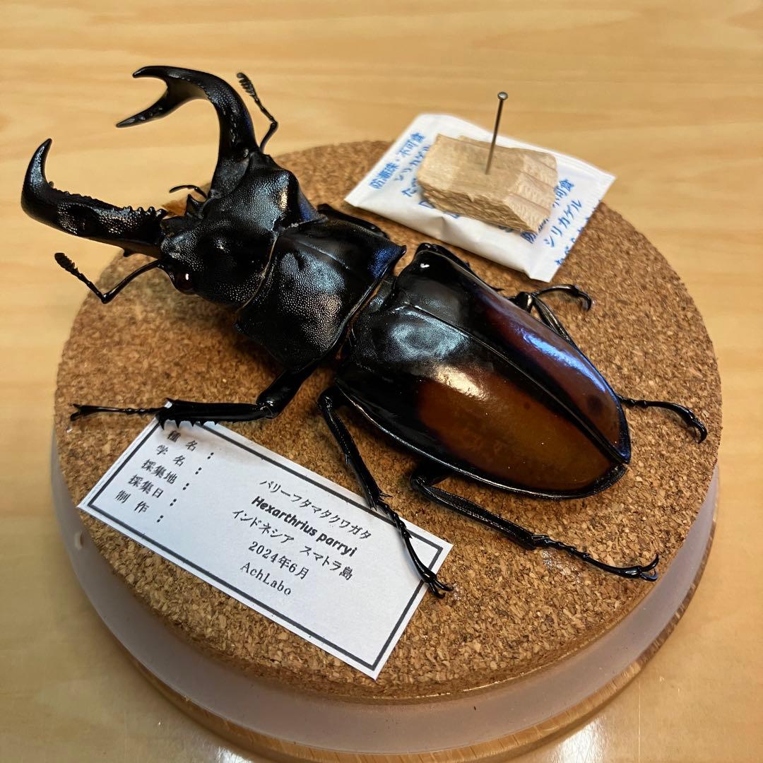昆虫標本】パリーフタマタクワガタ ガラスケース入り - メルカリ