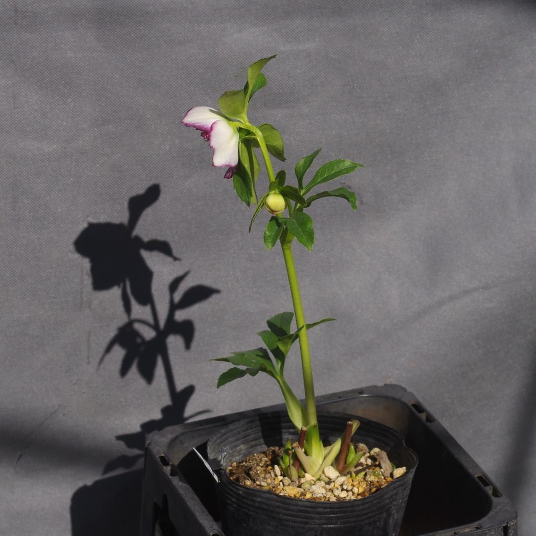 7462 認定！ホワイトアフロディーテ クリスマスローズ開花 加藤農園