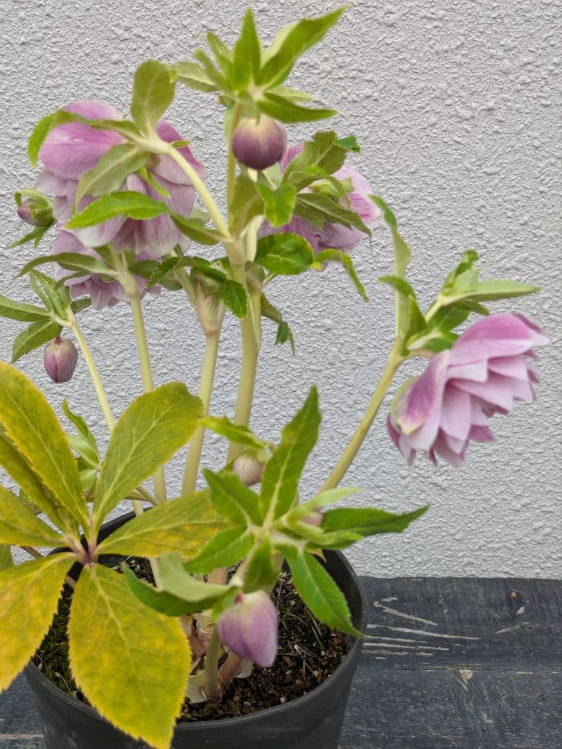 広瀬園芸 クリスマスローズ オーレア系 ピンクグラデーションdd