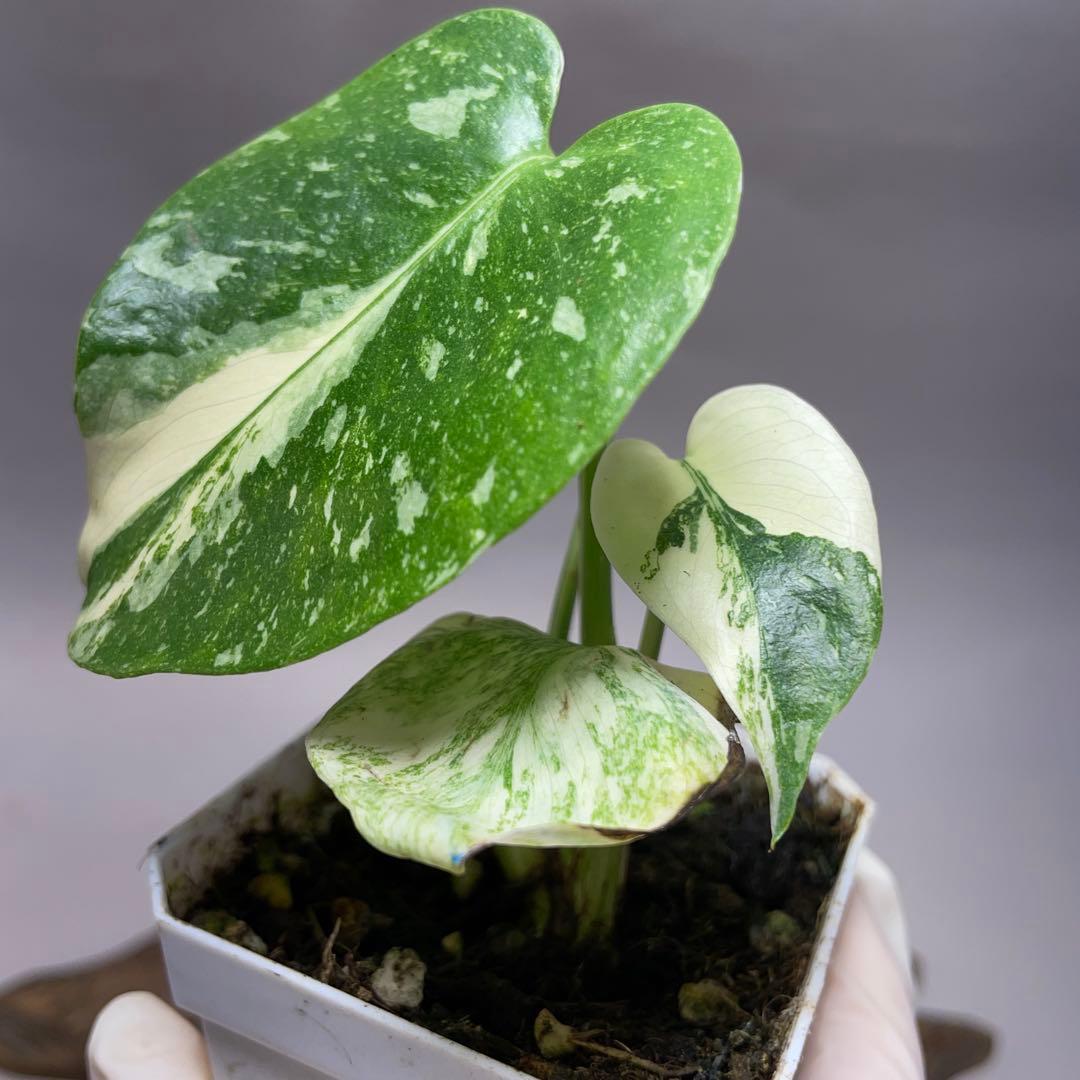 Q108 モンステラ デリシオーサ レガシー 斑入り - メルカリ
