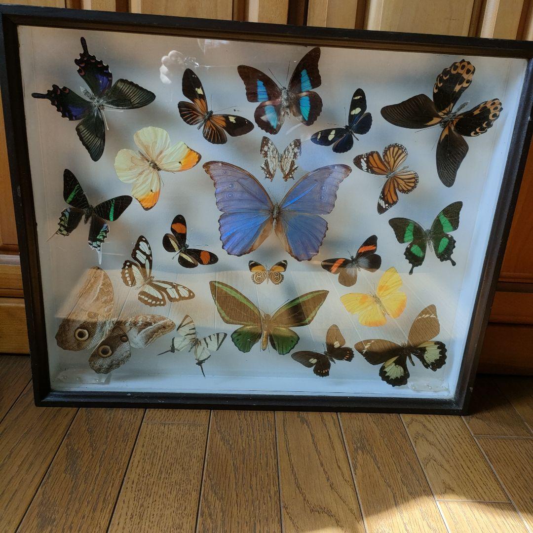 週末セール　蝶の標本 多種類 フレーム付き 楽天市場】昆虫標本 蝶の標本 ポルティスモルフォ メタリック調ライト