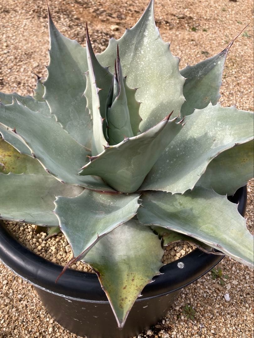 アガベ オバティフォリア フロスティブルー 縦割り子株 発根済 4.5号