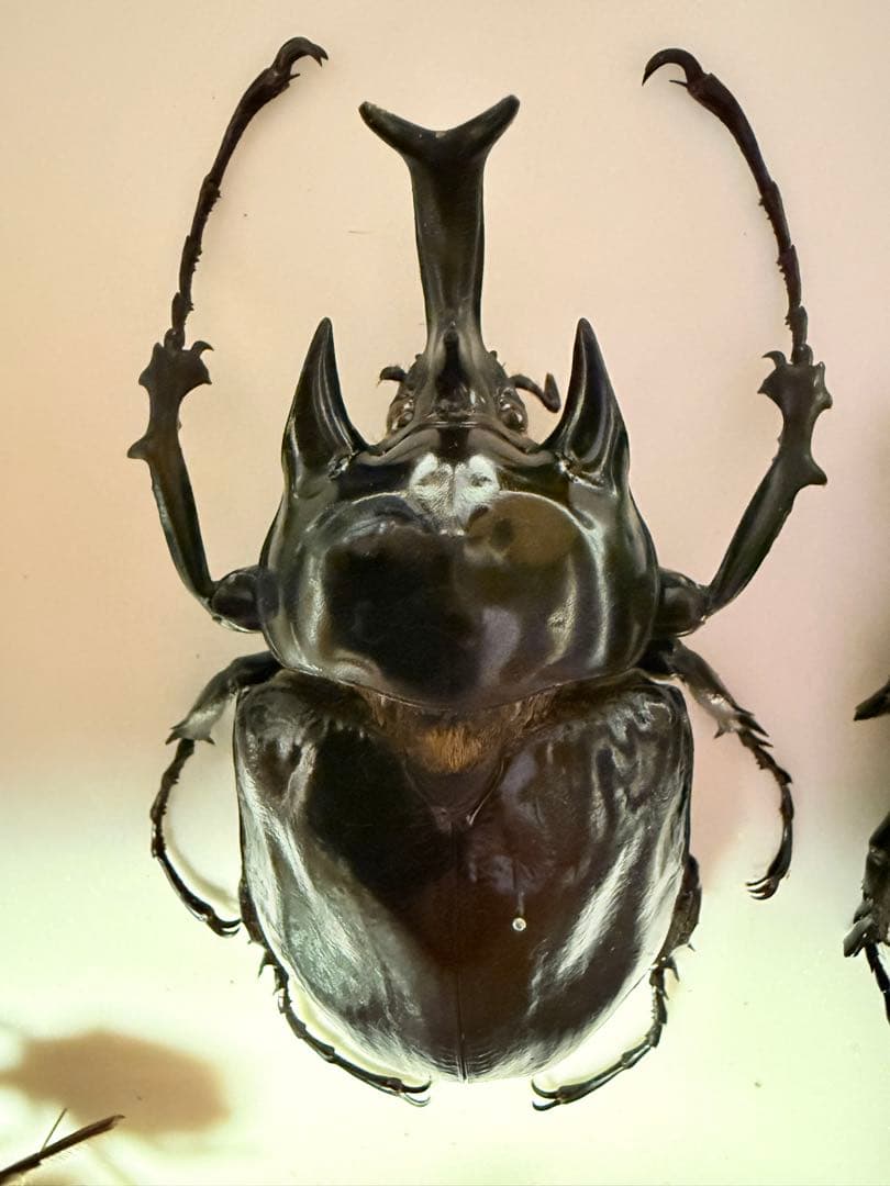 【標本】ヴァズデメロゾウカブト　ボリビア産 92ミリ　WF1累代飼育個体 Yahoo!オークション -「ボリビア」(カブトムシ) (虫類)の落札相場