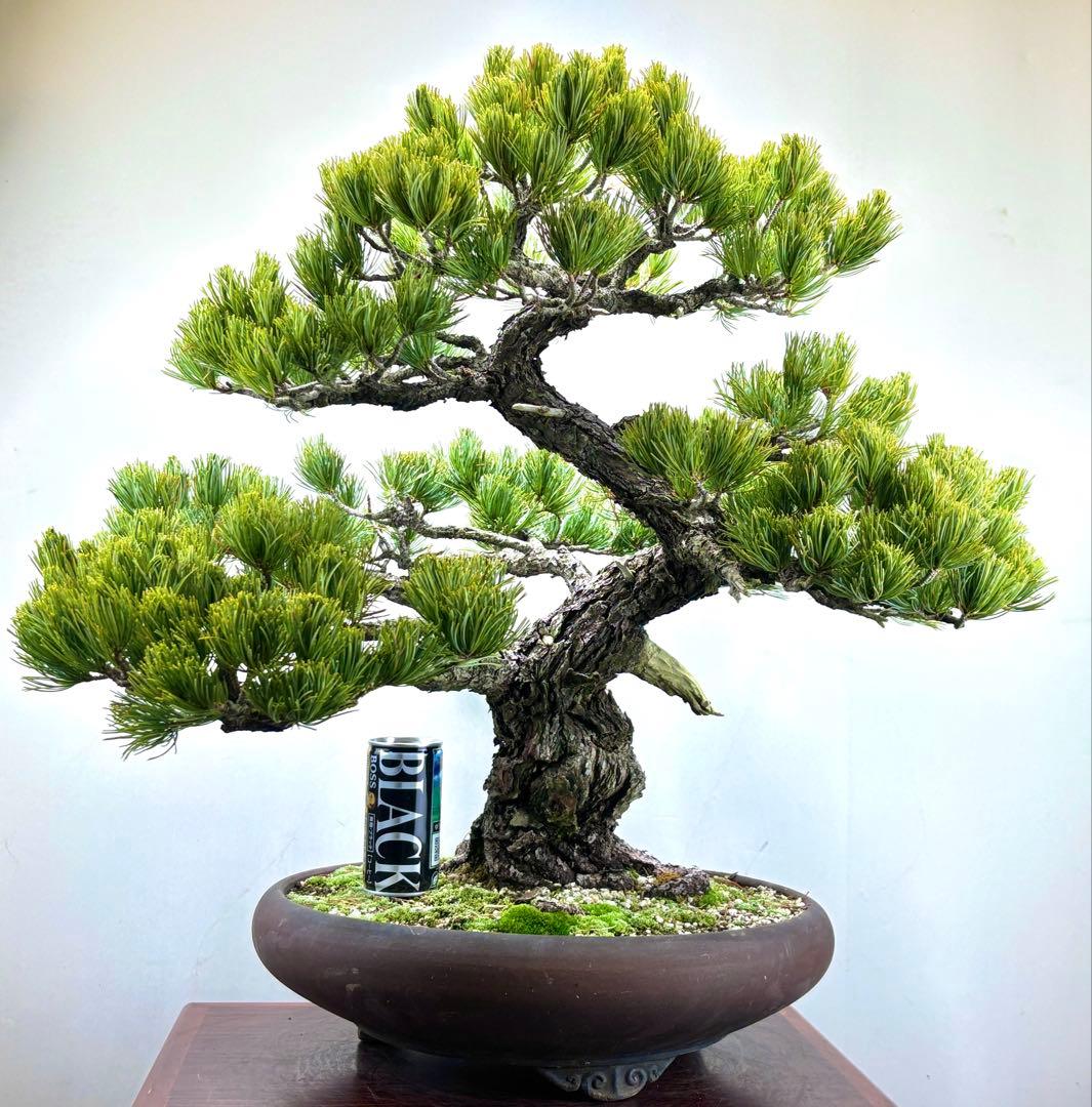 [大阪] 五葉松 盆栽❣️❣️❣️ 養庄園KITTE大阪店 メイン盆栽が入れ替わりました。 今回は五葉松です