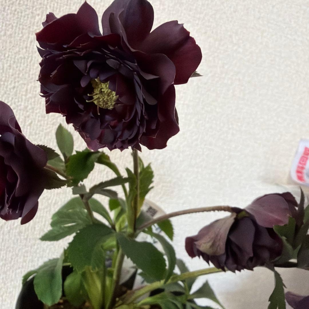 クリスマスローズ、クレオパトラ、多弁、ダークブラウン、ラベル付き