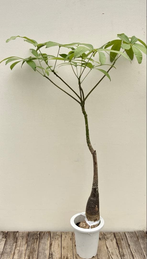 パキラ　パラソル仕立て パキラの仕立てなおし～その後 | 「観葉植物生産者」のブログ