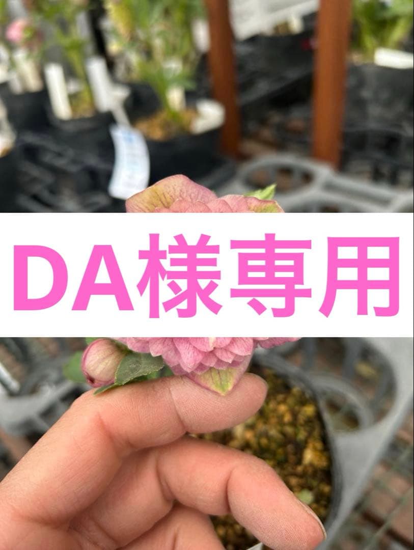 花 DA 国内4月20日発売予定】アディダス オリジナルス 