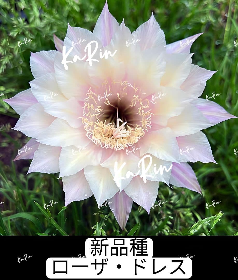 888-YU様専用商品 花サボテン - メルカリ