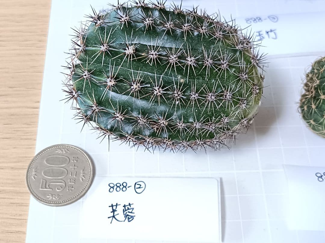 888-YU様専用商品 花サボテン - メルカリ
