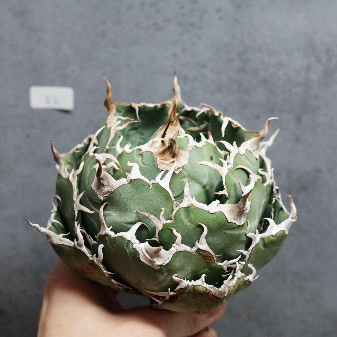 アガベ　チタノタ　オテロイ　白鯨　ワイド　太鋸歯　大株　22 アガベ チタノタ 白鯨/ww-22 | アガベ専門店 モンスターハウス