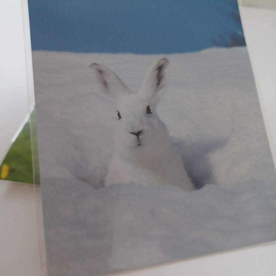うさぎ ポストカード 二枚 野うさぎ 雪うさぎ 実写 - メルカリ