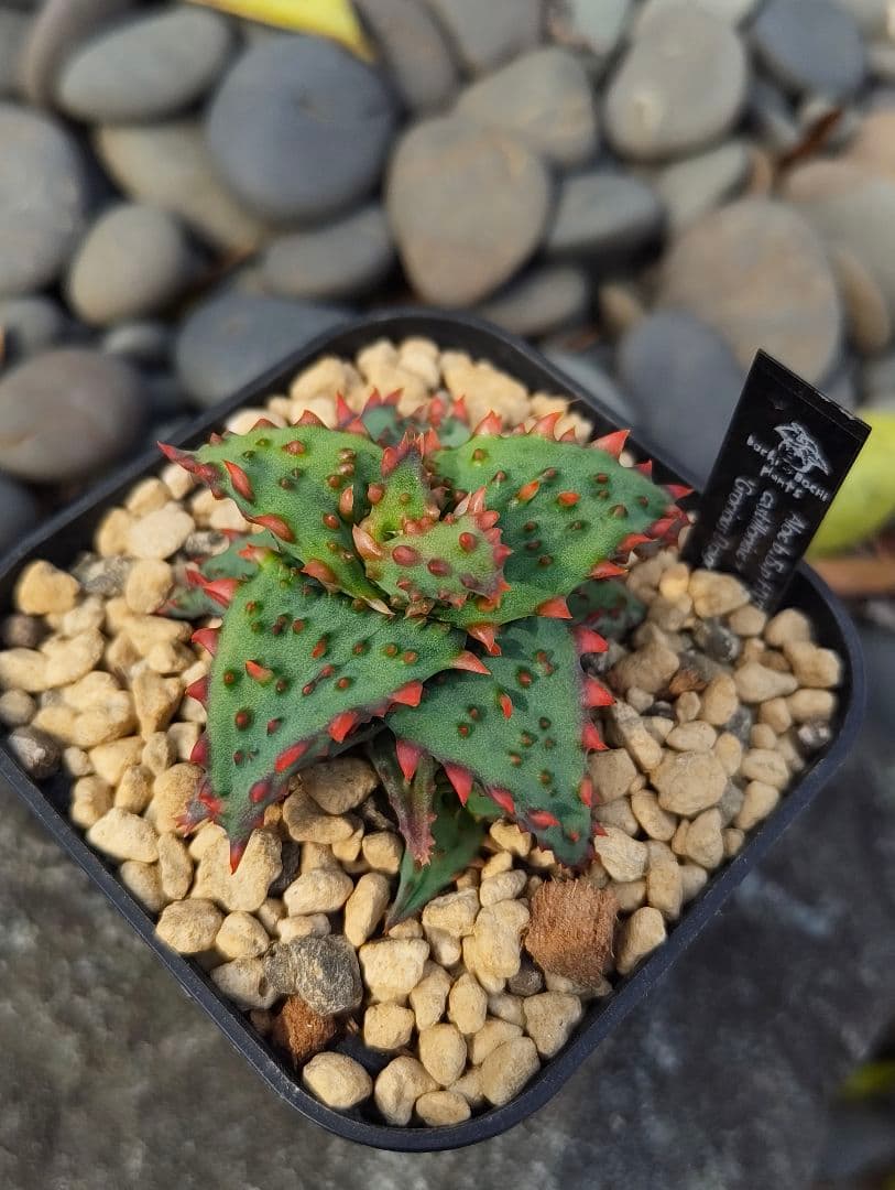 アロエハイブリッド 実生 - メルカリ