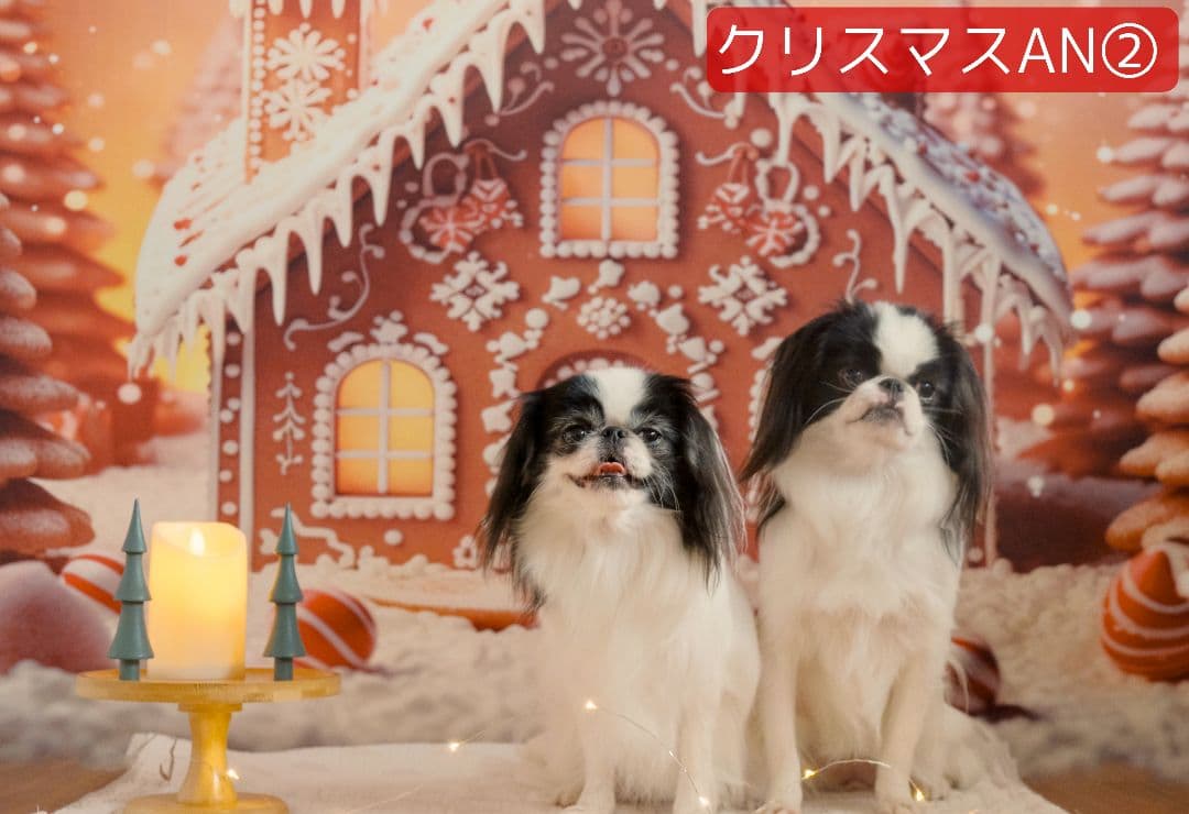 背景布×2枚 ペット撮影用フォトブース トリミングチョーカー販売中