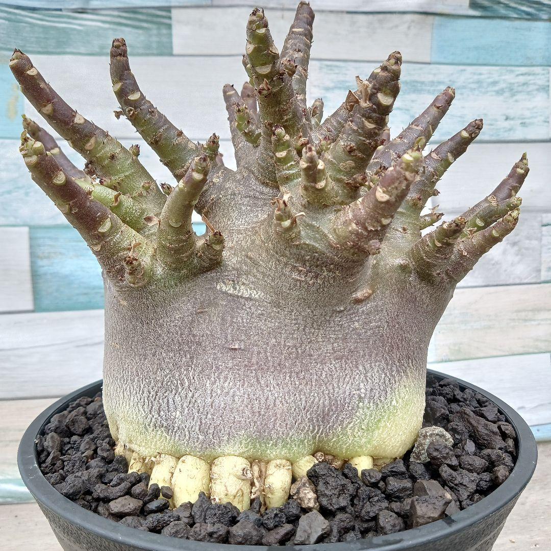 a12 アデニウム ドワーフ タコ足 塊根植物 ブラックスキン アラビカム