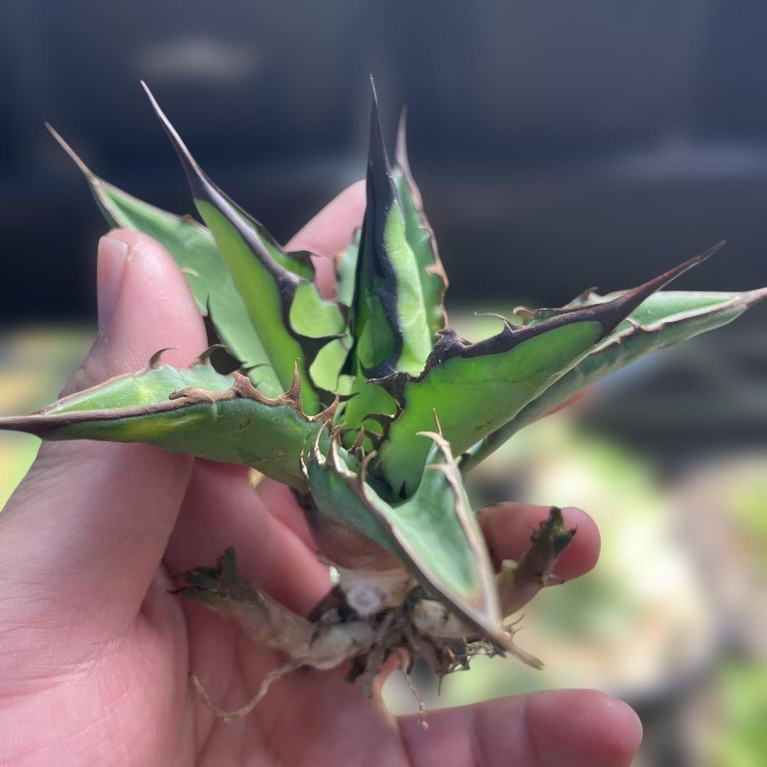 アガベ ハイブリッド キシロナカンサ×チタノタ 台湾輸入株 子株付き