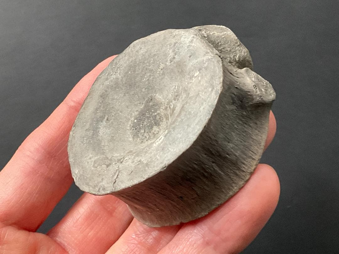 首長竜 化石 プレシオサウルス [PS28] 椎骨 クビナガリュウ 恐竜 □プレシオサウルス | ふらぎ雑記帳