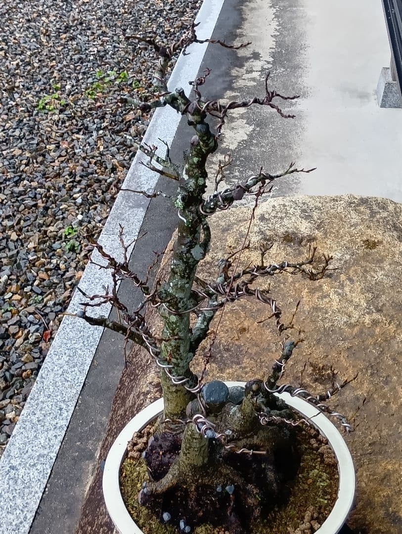 ブナ盆栽枯木 ‼️新年半額セール‼️ 37000円 - メルカリ