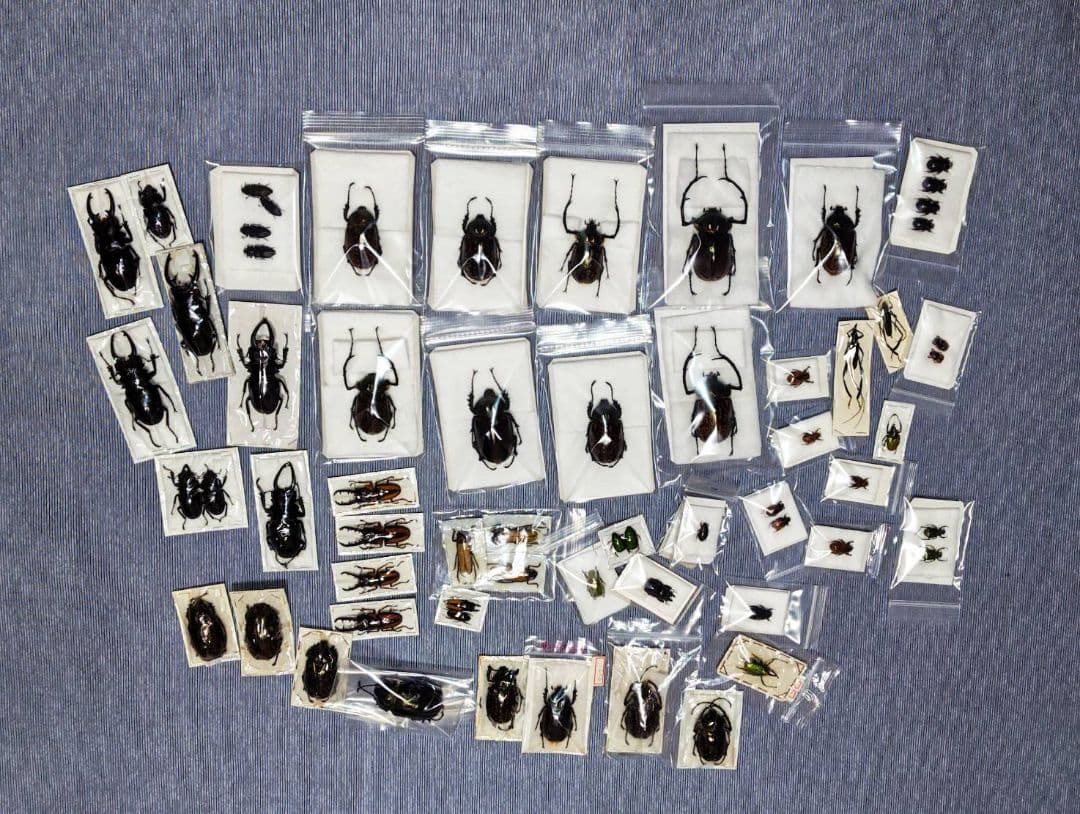 日曜日まで限定セール　昆虫標本 11月3日に開催される、ボートレース江戸川さんとSHOPPERS&BREEDERSさん