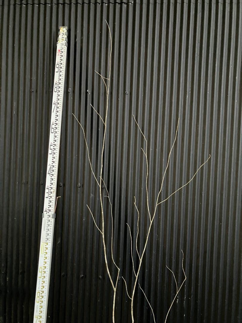 山採り　アオダモ　k