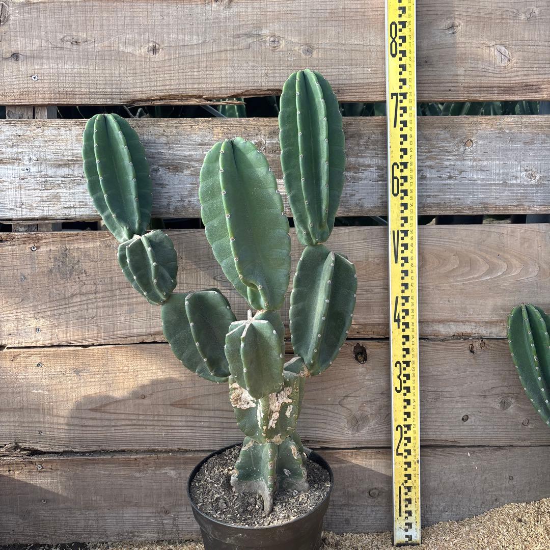 TKO鉢植え 柱サボテン　鬼面角　発根　ドライガーデン　ブランチ　サボテン fde225bfa8fb4ef428e614f57fe9ee