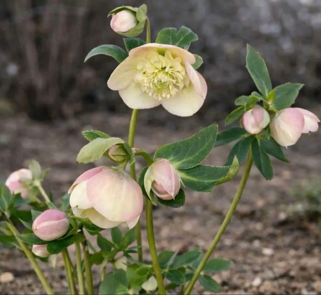 ナムナム Zurn ZXN211-A - Floor Drain w/ Heavy-Duty Round Nickel Bronze Strainer