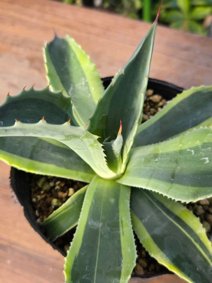 ☆アガベ☆オバティフォリア　オルカ☆希少☆4号ポット☆1月8日以降☆ 楽天市場】アガベ オバティフォリア オルカ 4号 【選べる現品】 斑入り