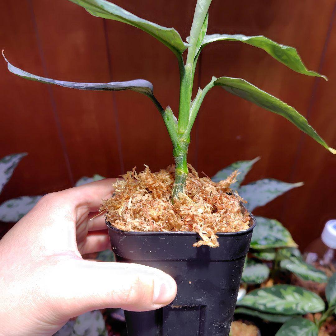 柳緑花紅 Aglaonema pictum アグラオネマピクタム - メルカリ