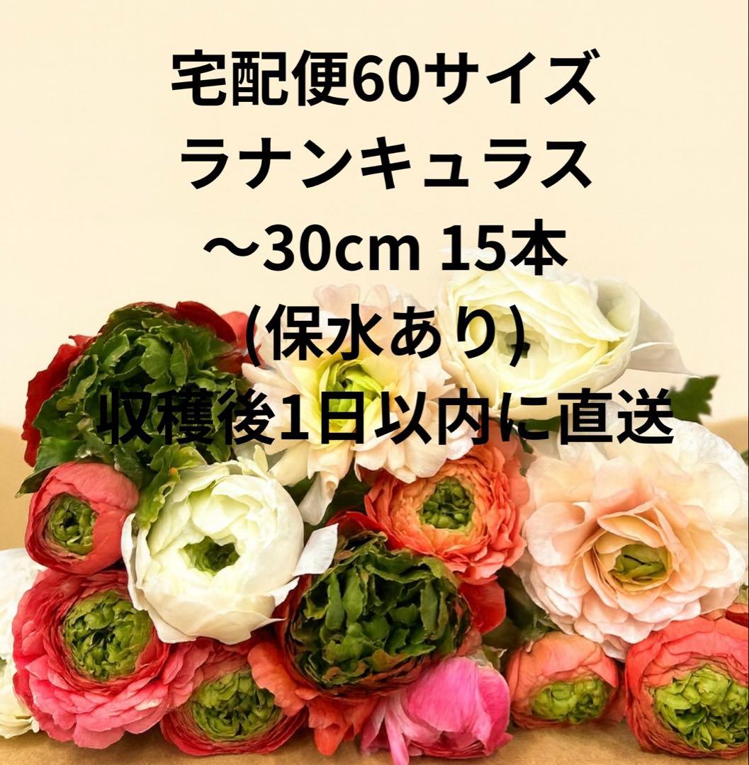 60サイズ】ラナンキュラスラックス15本 生花 〜30cm - メルカリ